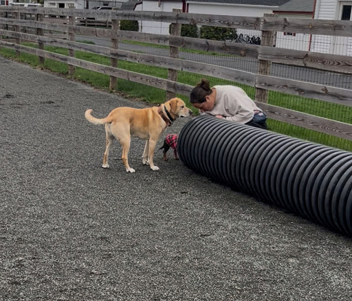 Photo from customer review