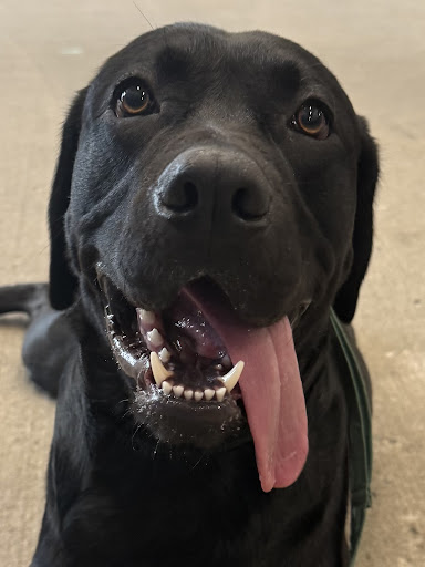 Photo from customer review