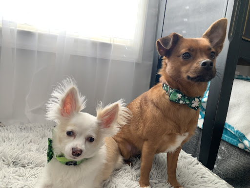 Photo from customer review